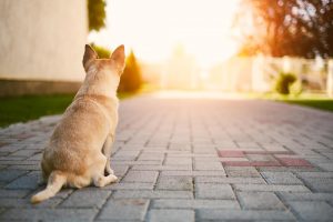 Read more about the article STJ decide que condomínios não podem proibir pets em casa